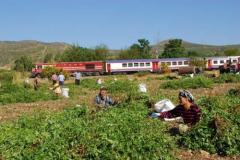 Osmaniye Yerfıstığı Hasadı